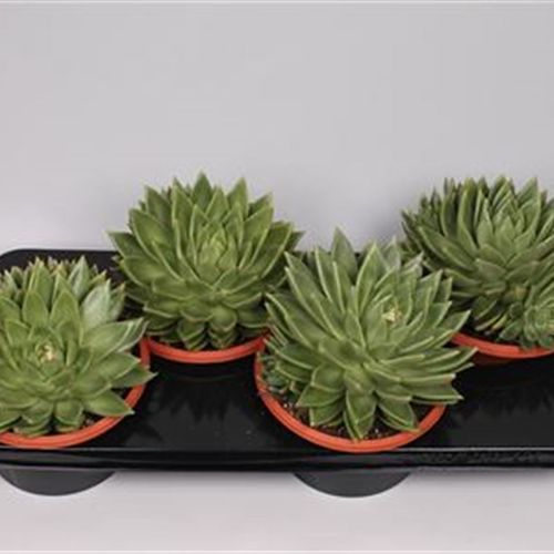 Echev.Miranda T17 H20