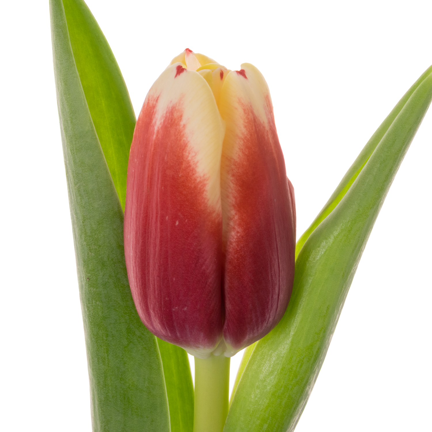 Tulpe rot/creme Hema 38 Gramm