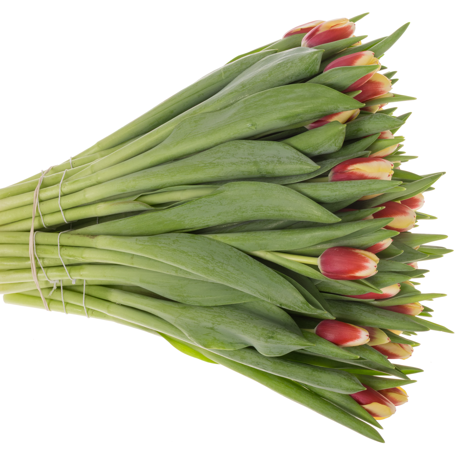 Tulpe rot/creme Hema 38 Gramm