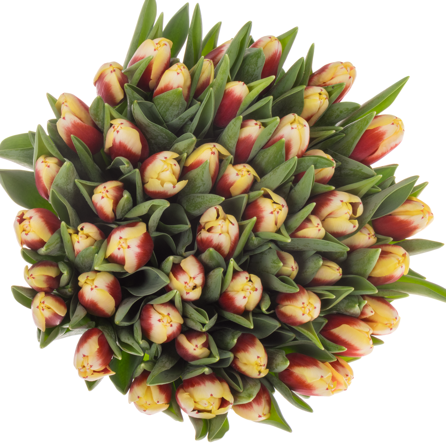 Tulpe rot/creme Hema 38 Gramm