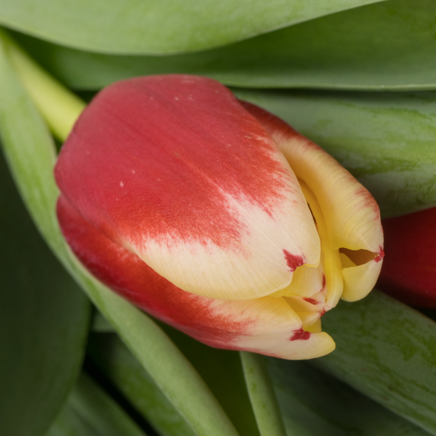 Tulpe rot/creme Hema 38 Gramm