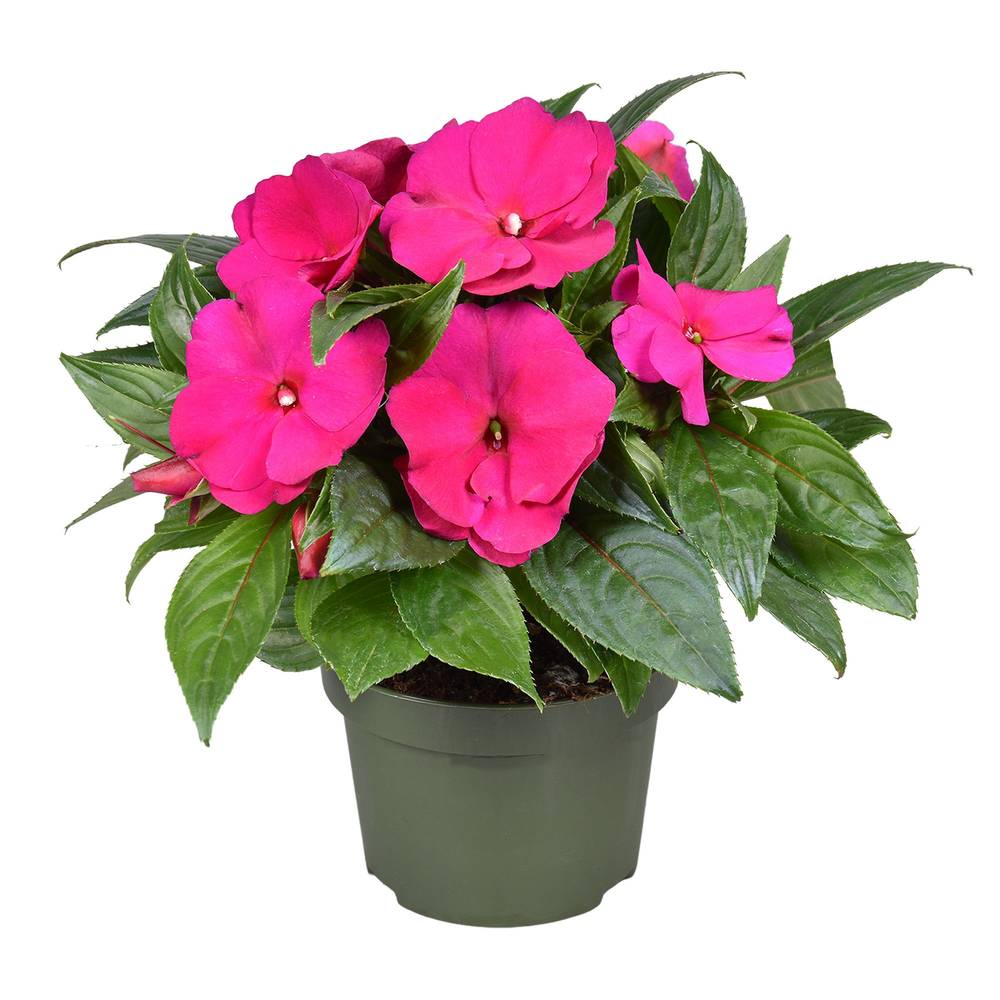 Impatiens Neu Guinea fuchsia T13 H025