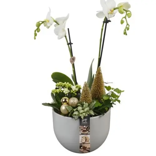 Phal.Arr PTCHG5628 Weihnachten T19 H043