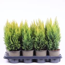 Chamaecyparis Laws. Ellwoods Empire T13 H40