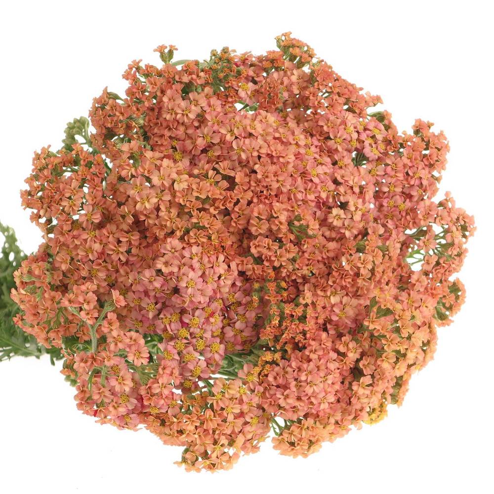 Achillea lachs Lachsschönheit 50cm