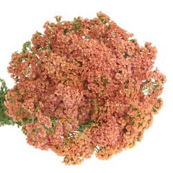 Achillea lachs Lachsschönheit 50cm