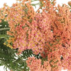Achillea lachs Lachsschönheit 50cm