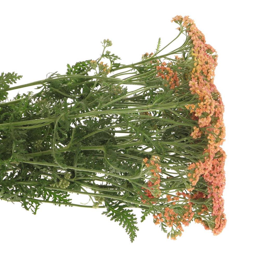 Achillea lachs Lachsschönheit 50cm