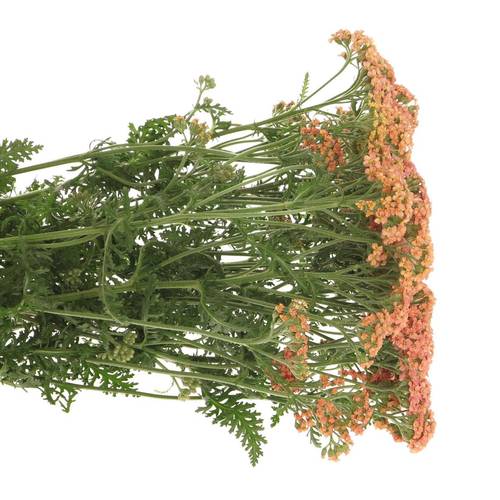 Achillea lachs Lachsschönheit 50cm