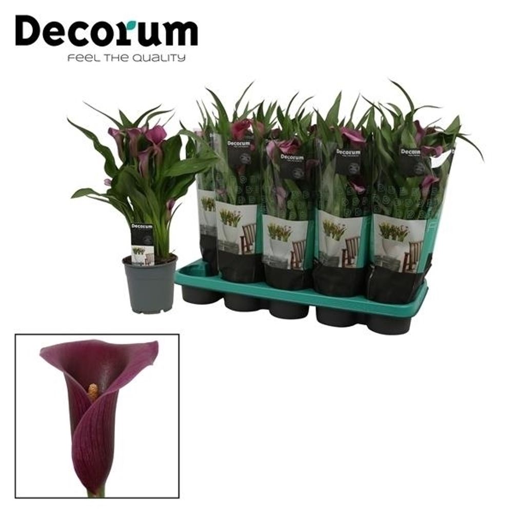 Calla dunkel lila Paco T12 H35