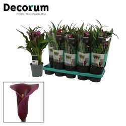 Calla dunkel lila Paco T12 H35