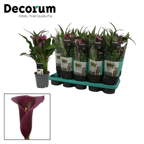 Calla dunkel lila Paco T12 H35