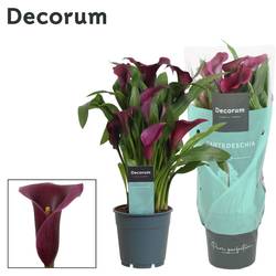 Calla dunkel lila Paco T12 H035
