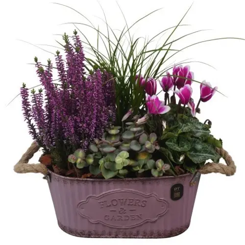 Garten.Arr PTHO7601 Herbst T24 H033