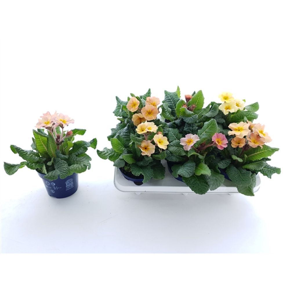 Primula Veris Stell Peach Melba T12 H025