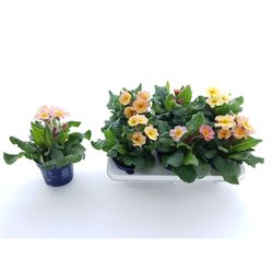 Primula Veris Stell Peach Melba T12 H025