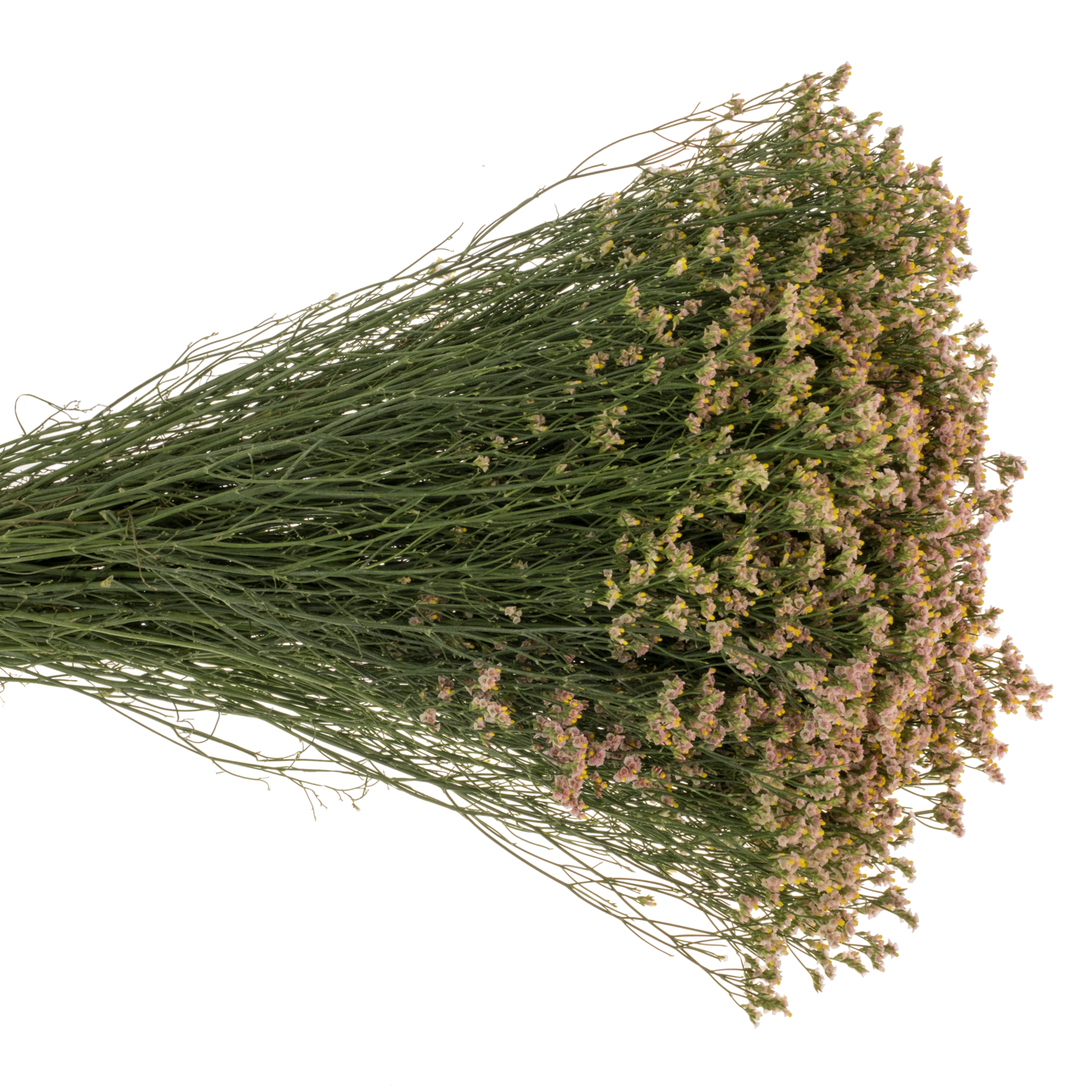 Limonium apricot Nectarine 30 Gramm 70cm
