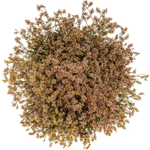 Limonium apricot Nectarine 30 Gramm 70cm