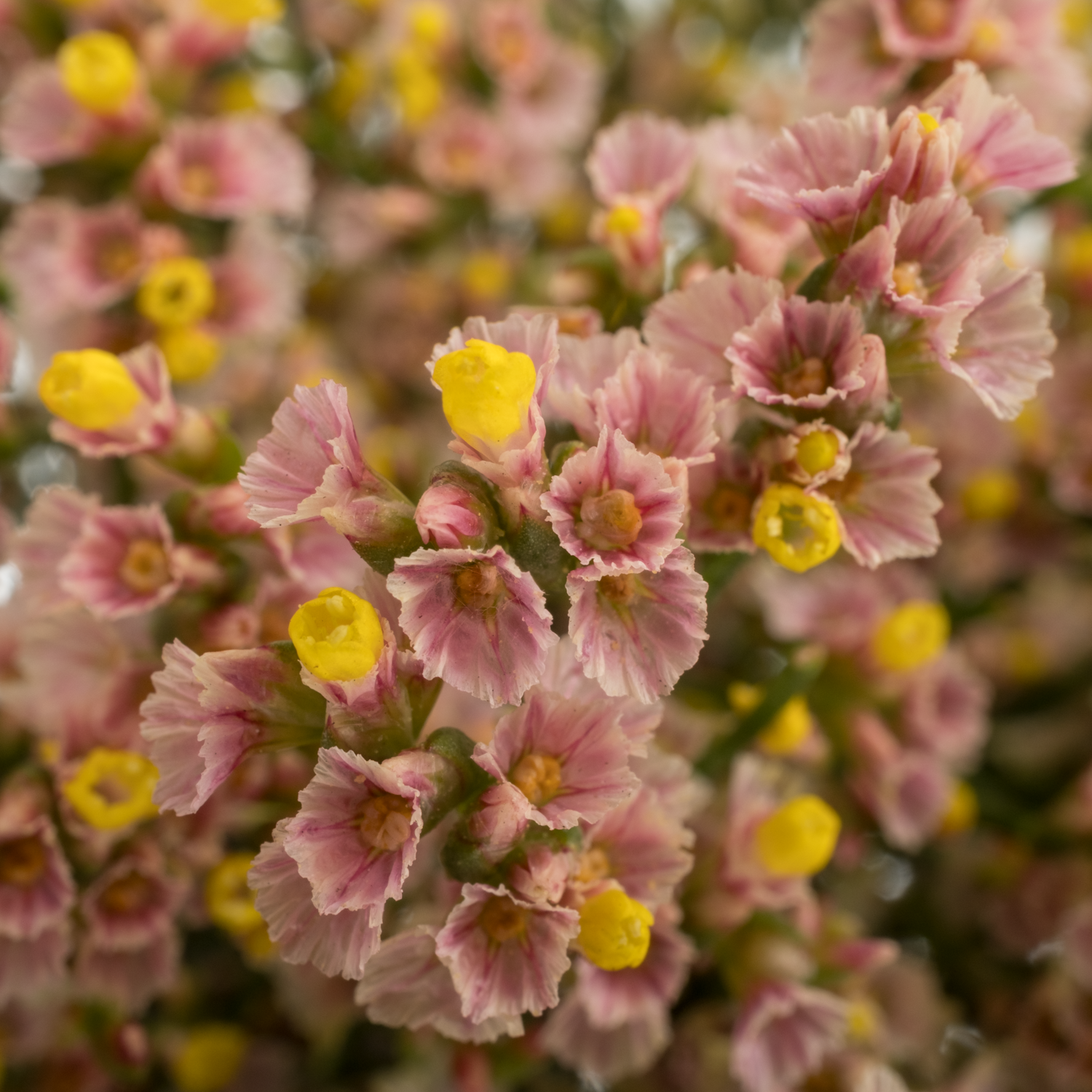 Limonium apricot Nectarine 30 Gramm 70cm