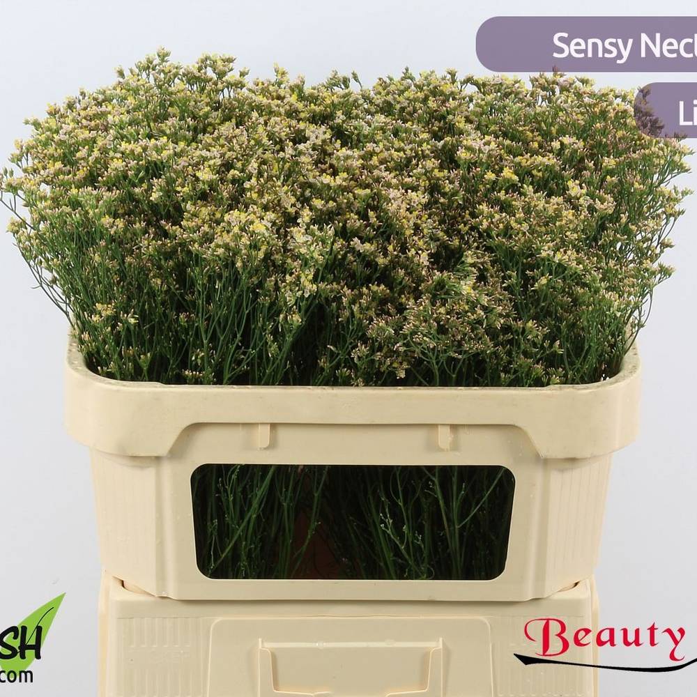 Limonium apricot Nectarine 25 Gramm 70cm