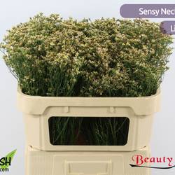 Limonium apricot Nectarine 25 Gramm 70cm