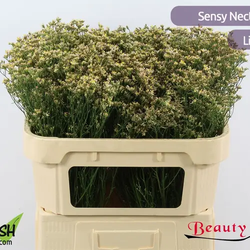 Limonium apricot Nectarine 25 Gramm 70cm