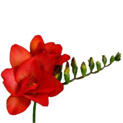 Freesie rot Bisou 28 Gramm