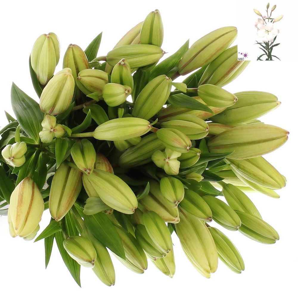 Lilie asiatisch weiss Litouwen 5+Blüte 80cm