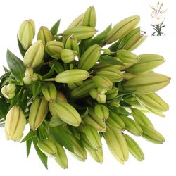Lilie asiatisch weiss Litouwen 5+Blüte 80cm