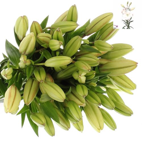 Lilie asiatisch weiss Litouwen 5+Blüte 80cm