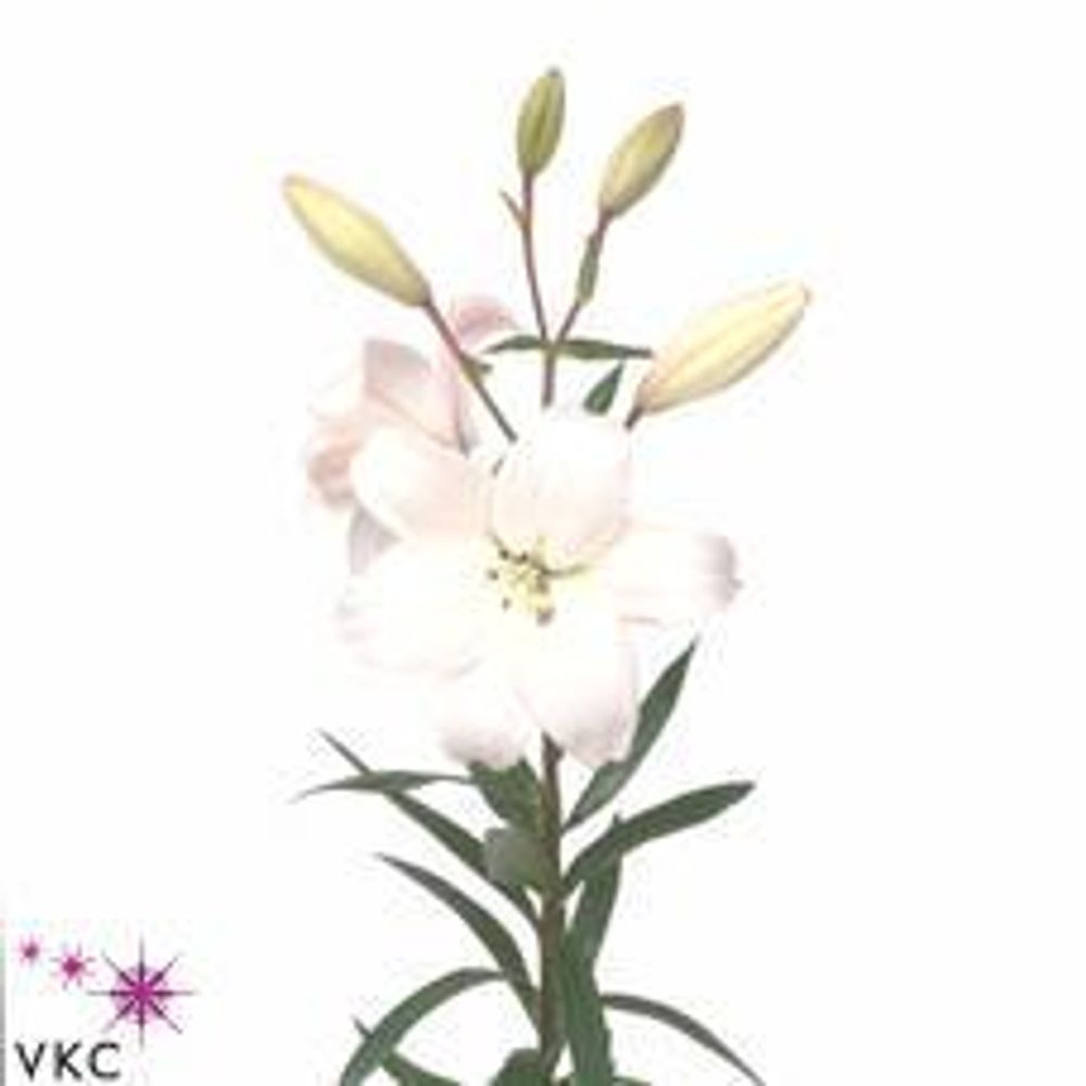 Lilie asiatisch weiss Litouwen 5+Blüte 80cm