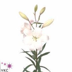 Lilie asiatisch weiss Litouwen 5+Blüte 80cm