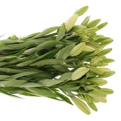 Lilie asiatisch weiss Litouwen 5+Blüte 80cm