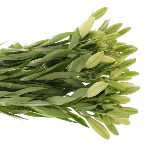Lilie asiatisch weiss Litouwen 5+Blüte 80cm