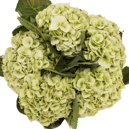 Hortensie grün   Matcha classic Bol 18cm 60cm