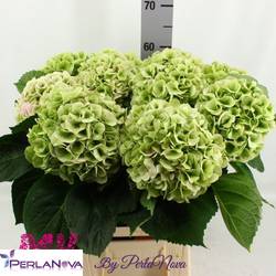 Hortensie grün   Matcha classic Bol 18cm 60cm