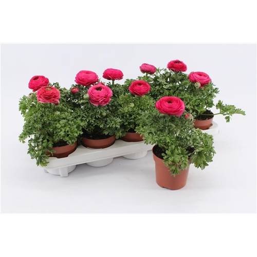 Ranunkel pink T10,5 H17