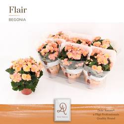 Begonie hell rosa Hailey T14 H031