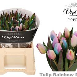 Tulpe mix Rainbow pastel gefärbt 32 Gramm