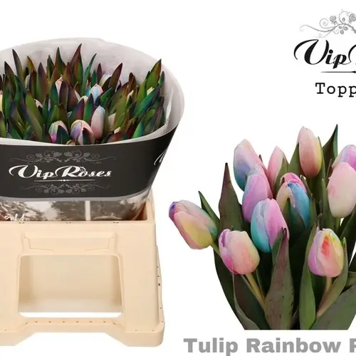 Tulpe mix Rainbow pastel gefärbt 32 Gramm