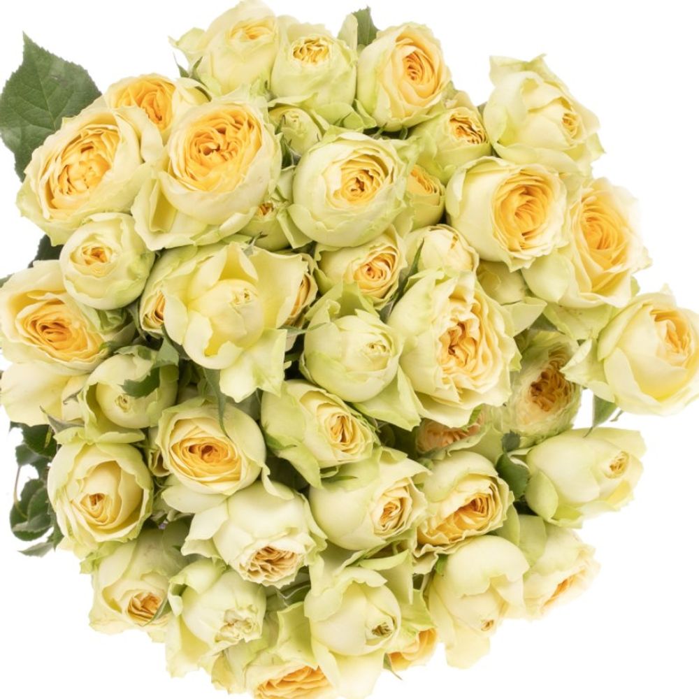 Rose verzweigt creme Bandolero 7+Blüte 70cm