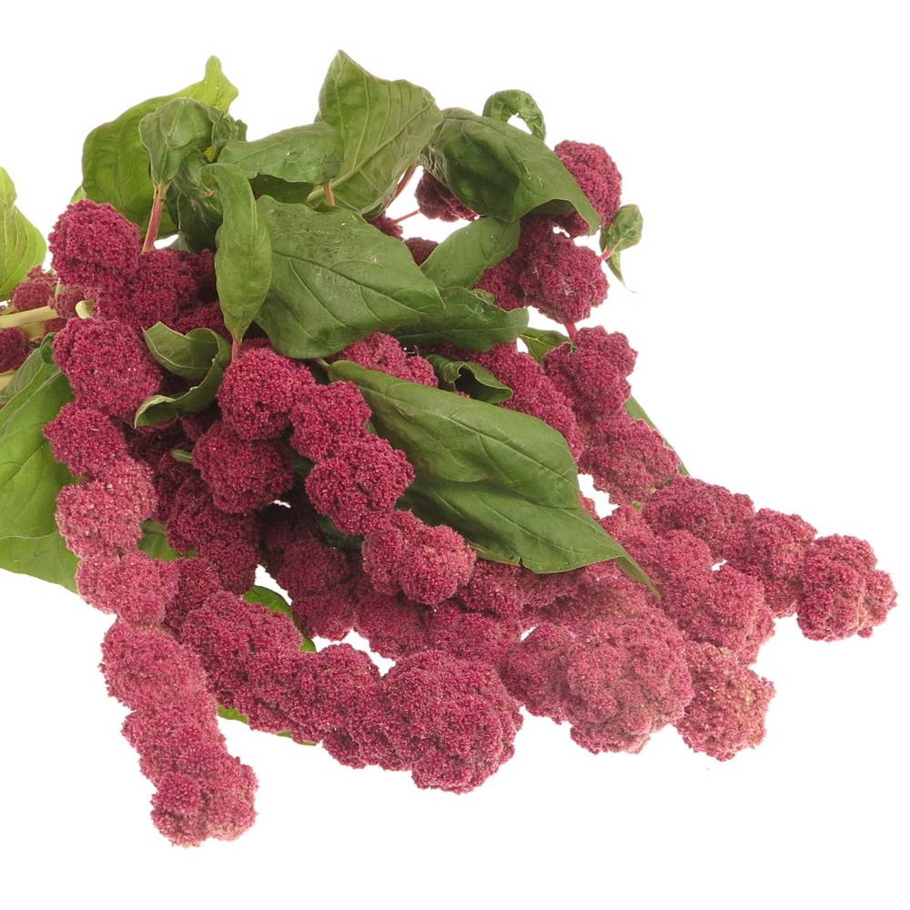Amaranthus hang rot rosary 75cm Extra