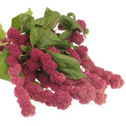 Amaranthus hang rot rosary 75cm Extra