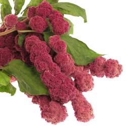 Amaranthus hang rot rosary 75cm Extra