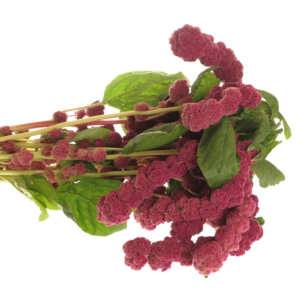 Amaranthus hang rot rosary 75cm Extra
