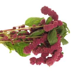 Amaranthus hang rot rosary 75cm Extra