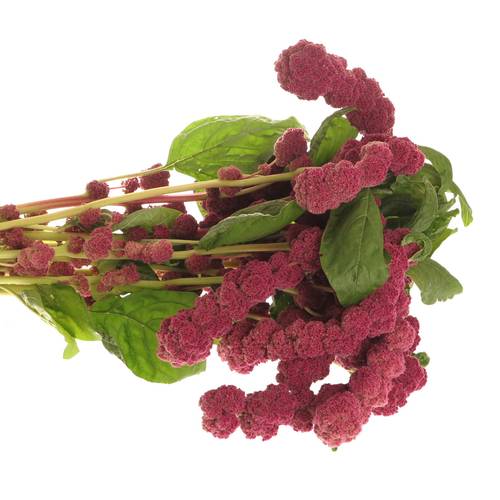 Amaranthus hang rot rosary 75cm Extra