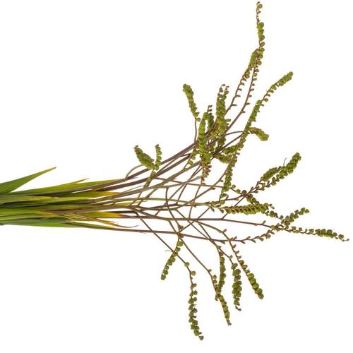 Montbretie Baer 80cm