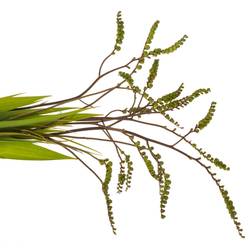 Monbretia Baer 80cm