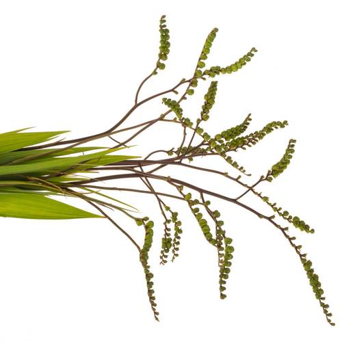 Monbretia Baer 80cm